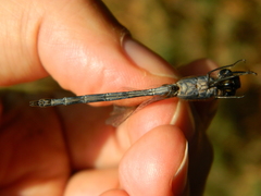 Anisoptera