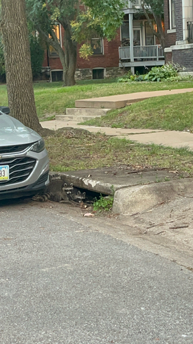 Common Raccoon photographed in Missouri