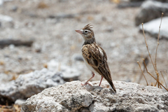 Stark's Lark photo 5