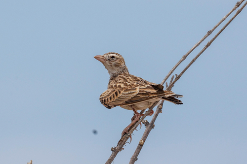Stark's Lark (Spizocorys starki), photo 6