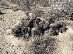 Corynopuntia invicta