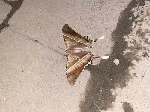 Tropical Swallowtail Moth