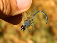 Anisoptera