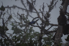 Iridosornis rufivertex