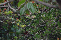 Iridosornis rufivertex