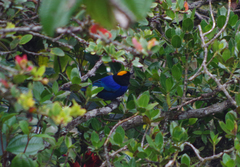 Iridosornis rufivertex