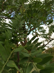 Gleditsia japonica