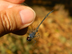 Anisoptera