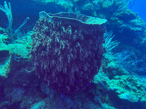 Giant barrel sponge