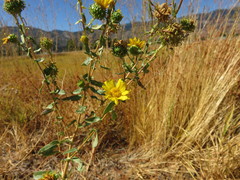 Grindelia squarrosa serrulata