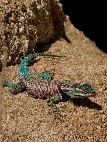 Yarrow's Spiny Lizard, Slavin Gulch Trail, Cochise, AZ, US, photo 10 of 10