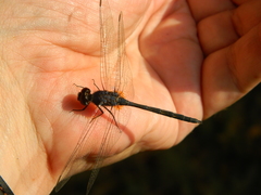 Anisoptera