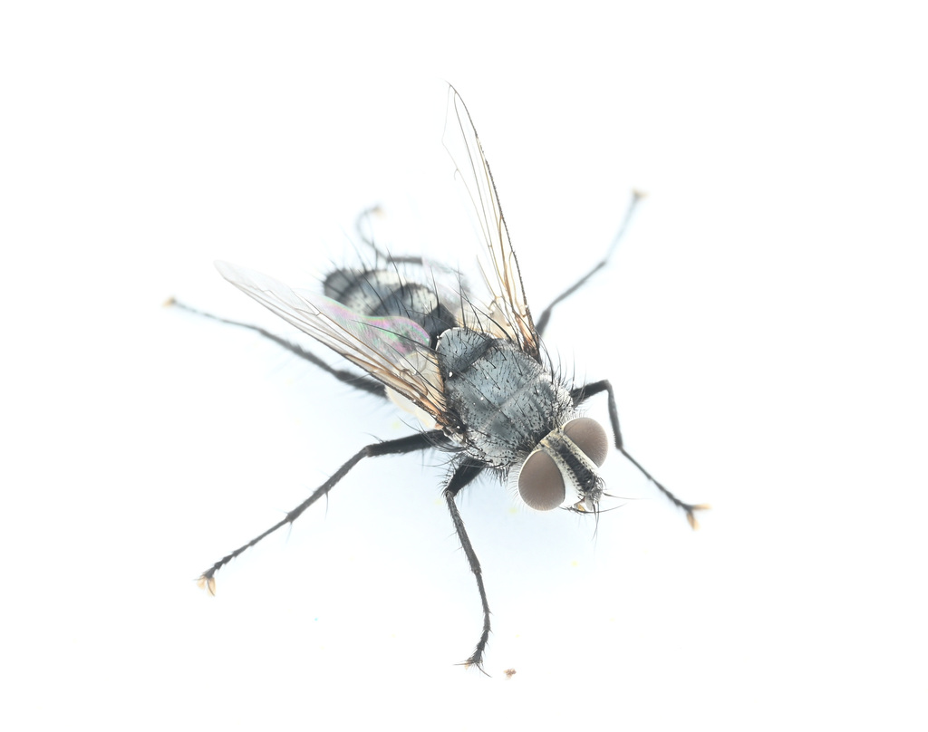 Euthelairini