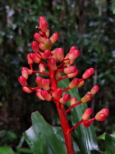 Aechmea miniata, photograph 1