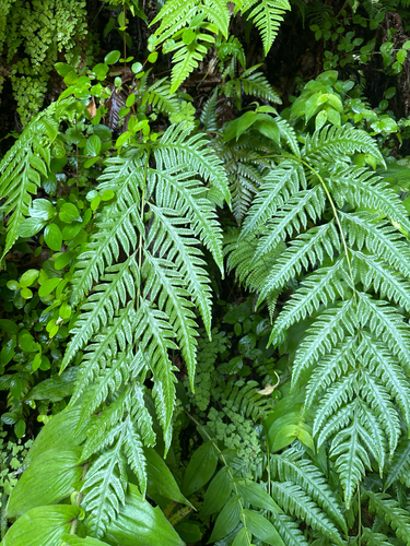 Oriental chain fern (Woodwardia orientalis)