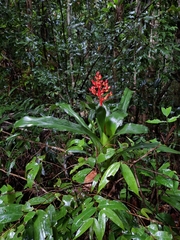 Aechmea miniata, photograph Fabricio Carvalho da Silva, CC BY, iNaturalist via GBIF