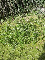 Ranunculus glabrifolius