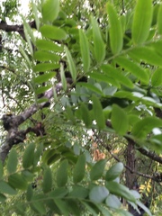 Gleditsia triacanthos