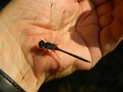 Anisoptera