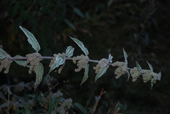 Urtica platyphylla