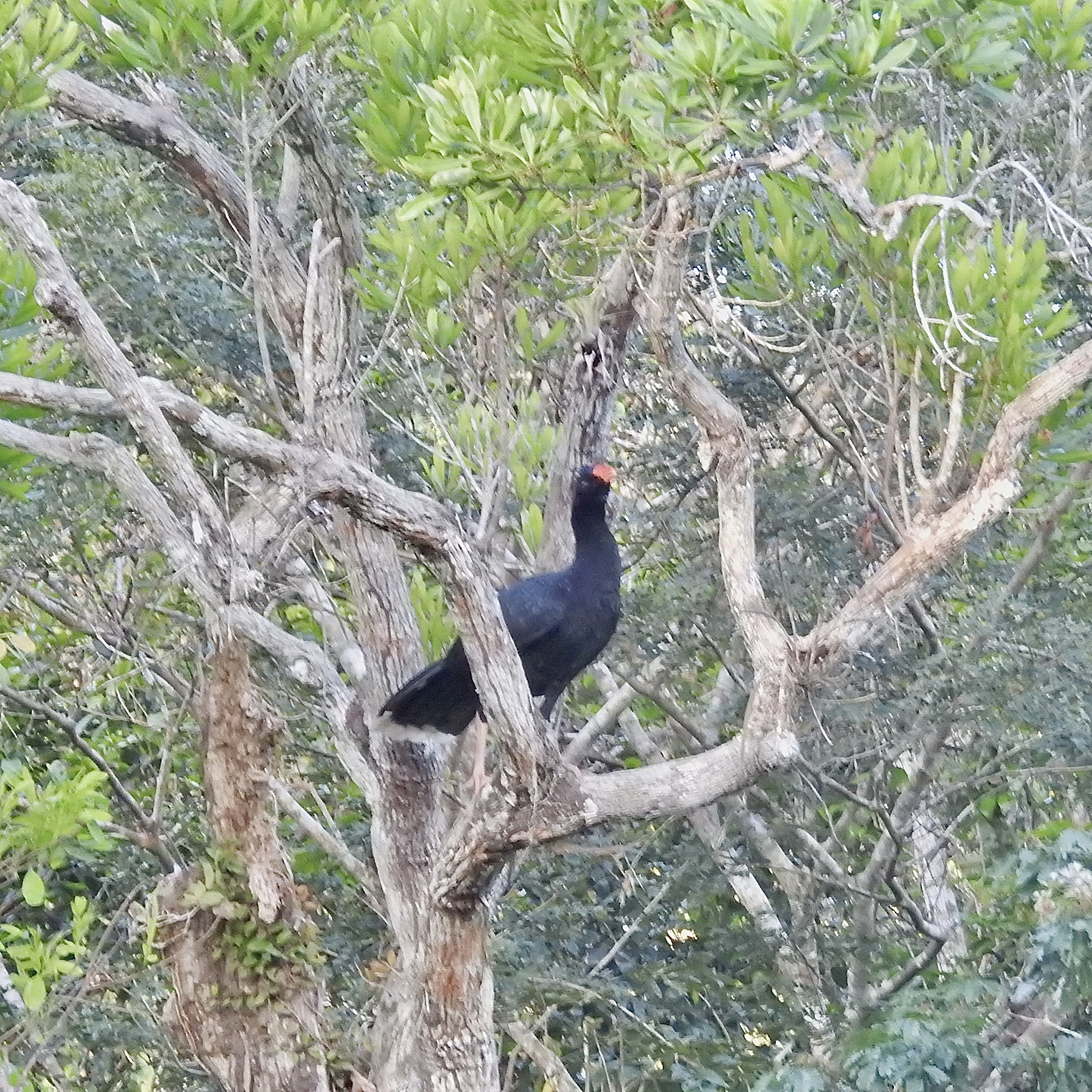Razor-billed Curassow (Mitu tuberosum), photo 2