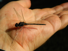Anisoptera
