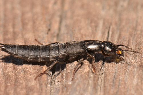 Rove beetle