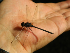 Anisoptera