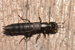 Tasgius melanarius