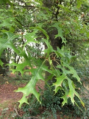 Quercus coccinea