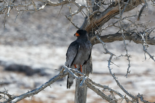 Kaapse zanghavik (Melierax canorus)