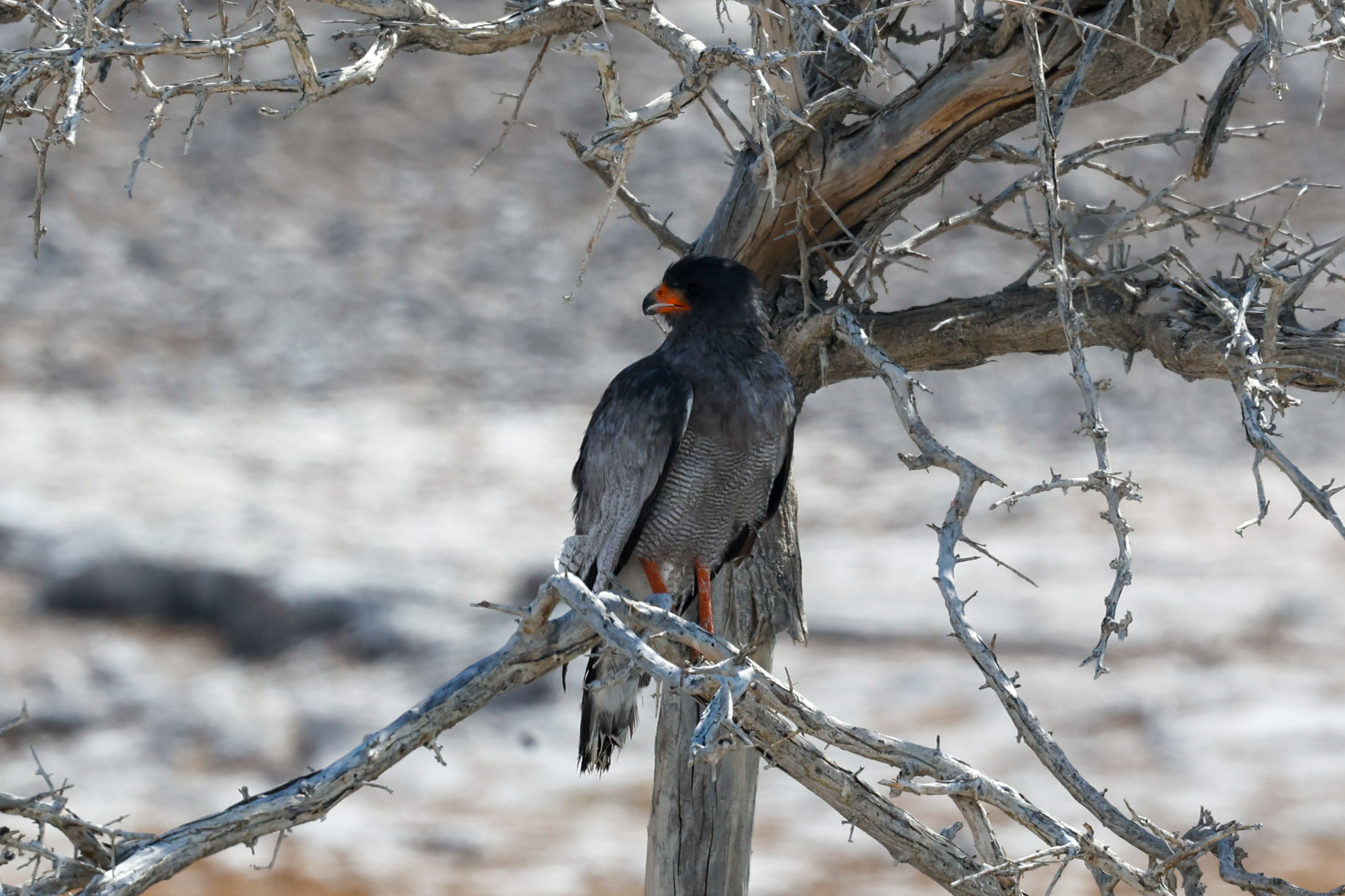 Pale Chanting-Goshawk illustration