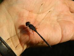 Anisoptera