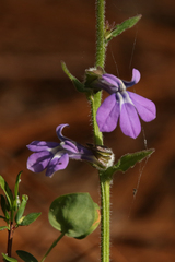 Lobelia reverchonii