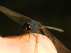 Anisoptera