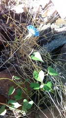 Ipomoea cardiophylla