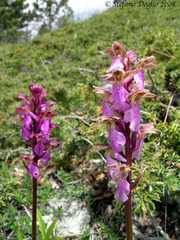 Orchis spitzelii