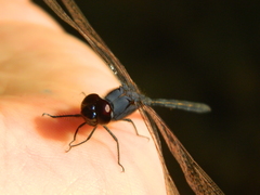Anisoptera