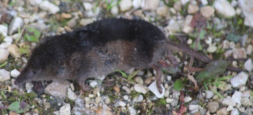 Arctic Shrew
