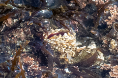 Schizobranchia insignis