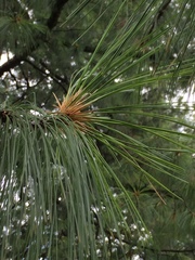Pinus wallichiana
