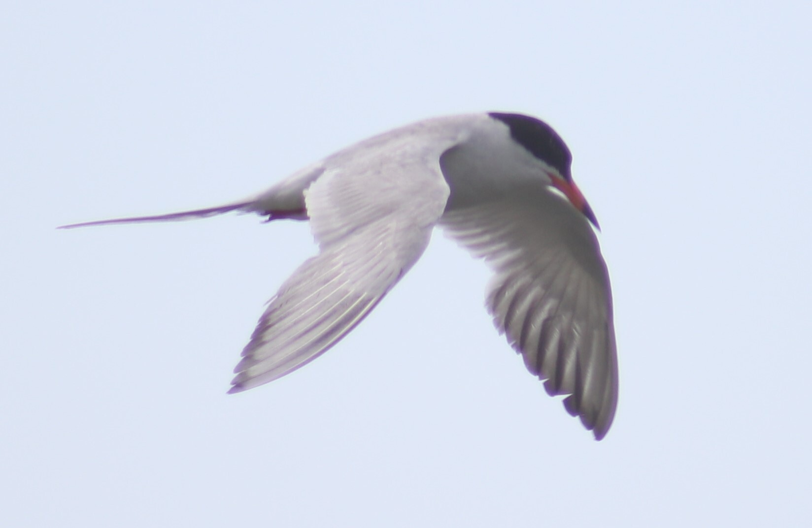 Forster's Tern (Sterna forsteri)