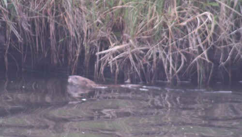 Muskrat