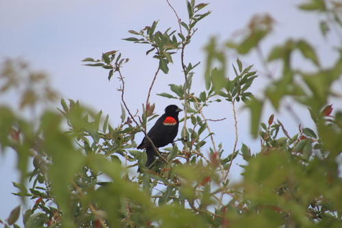 Red-winged Blackbird