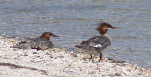 Common Merganser