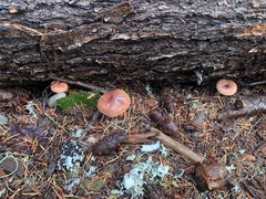 Gomphidius subroseus