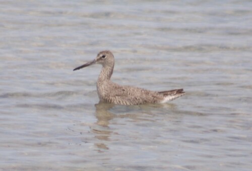 Willet