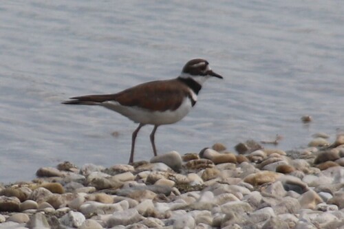 Killdeer