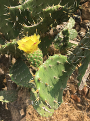 Opuntia atropes