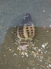 Acanthinucella punctulata